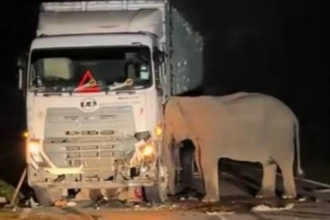 gajah tertabrak truk di Malaysia