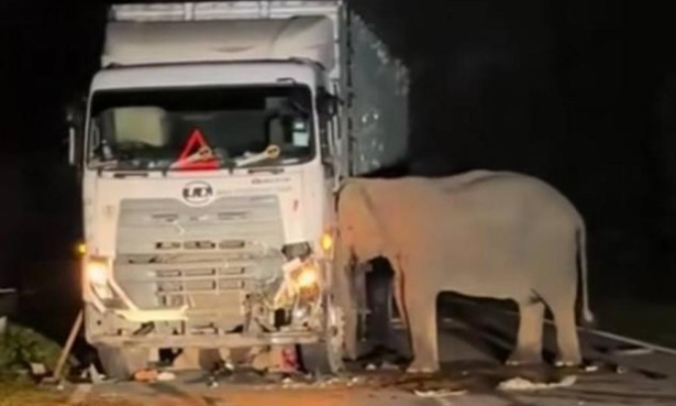 gajah tertabrak truk di Malaysia