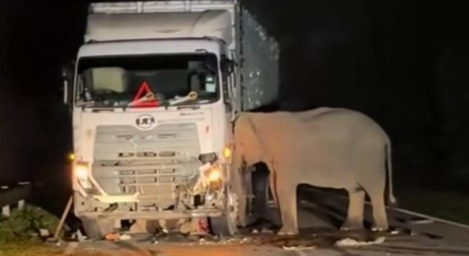 gajah tertabrak truk di Malaysia